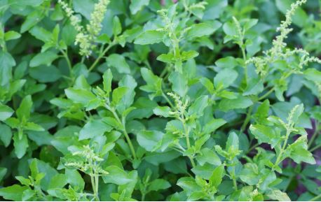 Liver health home remedy|लिवर हेल्थ के लिए पारंपरिक घरेलू नुस्खा काली पपोटन और पान पत्ता