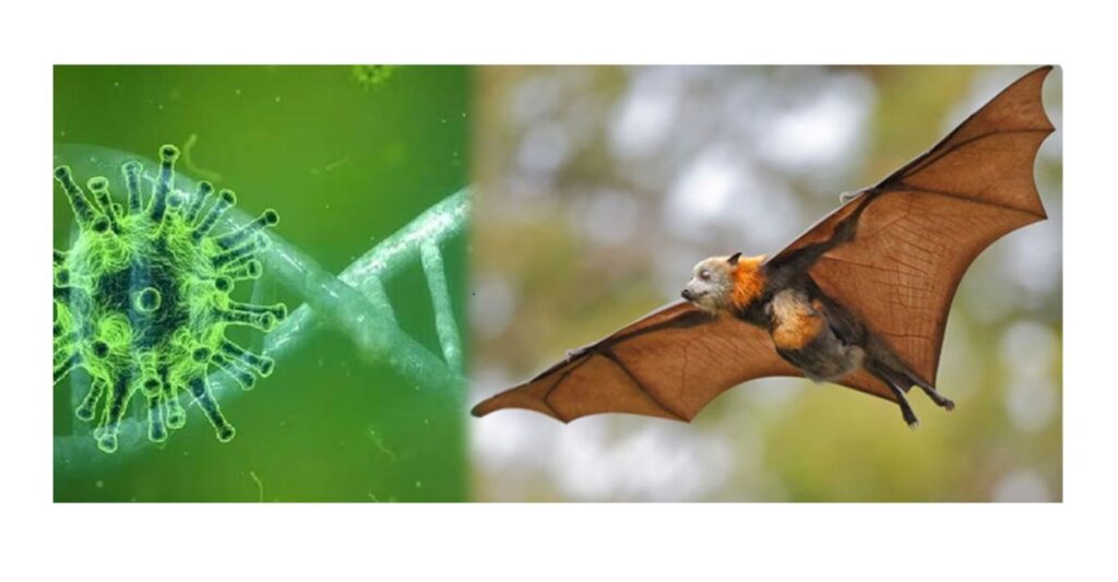Nipah Virus Outbreak