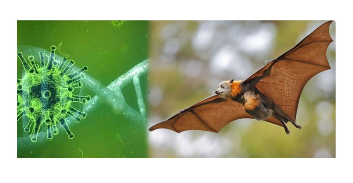 Nipah virus outbreak: यह दिमाग पर कैसे करता है हमला और खुद को सुरक्षित कैसे रखें