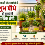 वास्तु शास्त्र के अनुसार बालकनी में इन पौधों को रखने से बढ़ती है पॉजिटिव एनर्जी